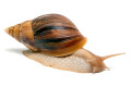Lissachatina immaculata panthera Madagascar adult